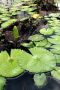 Amazonas06 - 018